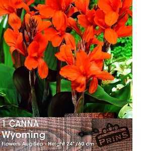 Canna Wyoming Bulb 1 Per Pack