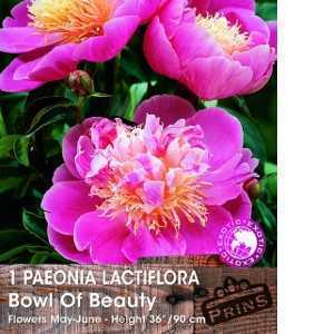 Peony (Paeonia) Lactiflora Bowl of Beauty Bulbs 1 Per Pack