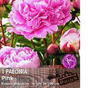Peony (Paeonia) Pink Bulbs 1 Per Pack