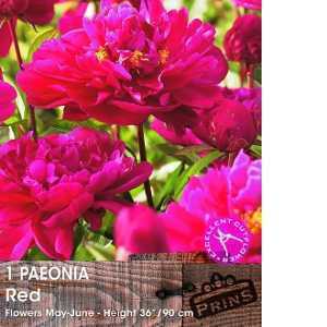 Peony (Paeonia) Red Bulbs 1 Per Pack