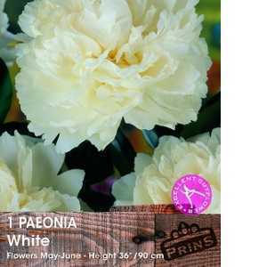 Peony (Paeonia) White Bulbs 1 Per Pack