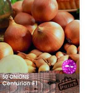 Onion Centurion F1 Bulbs 50 Per Pack