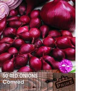 Red Onions Comred Bulbs 50 Per Pack