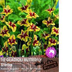 Gladioli Butterfly 