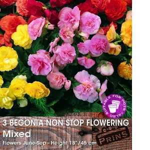 Begonia Non Stop Flowering Mixed Bulbs 3 Per Pack