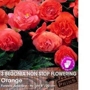 Begonia Non Stop Flowering Orange Bulbs 3 Per Pack
