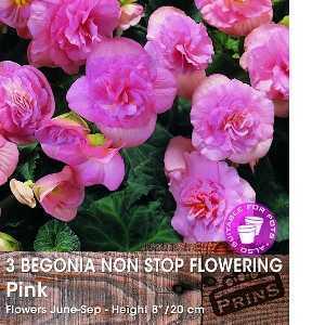 Begonia Non Stop Flowering Pink Bulbs 3 Per Pack