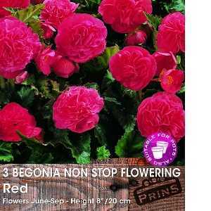 Begonia Non Stop Flowering Red Bulbs 3 Per Pack