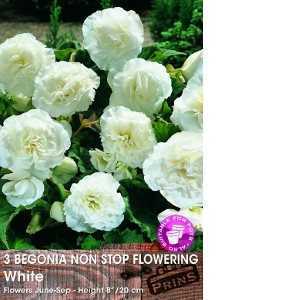 Begonia Non Stop Flowering White Bulbs 3 Per Pack