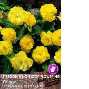 Begonia Non Stop Flowering Yellow Bulbs 3 Per Pack