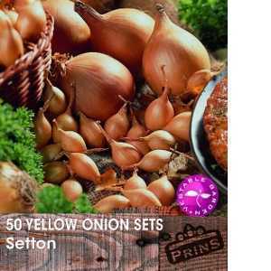 Yellow Onion Sets Setton 50 Per Pack