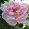 Albertine Rambler Climbing Rose