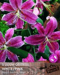 Lilium 'Oriental Pink/White' Bulbs (Lily 'Oriental Pink/White') Bulbs 5 Per Pack