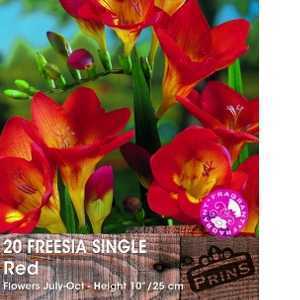 Freesia Single Red Bulbs 20 Per Pack