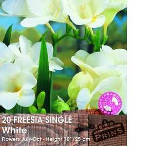 Freesia Single White Bulbs 20 Per Pack