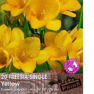 Freesia Single Yellow Bulbs 20 Per Pack