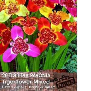 Tigridia Pavonia Mixed (Tigerflower) 20 Per Pack