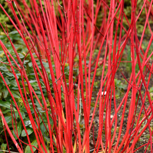 Cornus Alba Sibirica (Red Barked Dogwood)