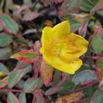 Hypericum Moserianum Tricolor (St. Johns Wort)