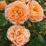 Rose Patio/Miniature Sweet Dream (Frymincot) Peach/Apricot 4Ltr