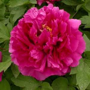 Peony (Paeonia) Suffruticosa Chinese Tree Peony Wu Long Peng Sheng