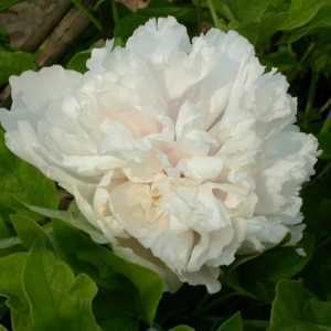 Peony (Paeonia) Suffruticosa Chinese Tree Peony Xue Ta