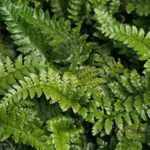 Polystichum Polyblepharum Jade (Bristle Fern Tassel Fern)