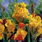 Canna Cleopatra Bulb 1 Per Pack