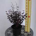 Lophomyrtus x Ralphii Black Pearl 3Ltr