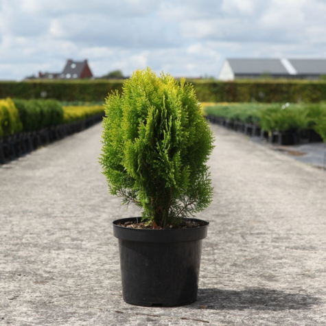 Platycladus Orientalis 'Aurea Nana' (Thuja)
