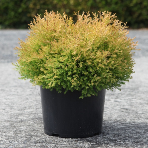 Thuja Occidentalis Rheingold (White Cedar)