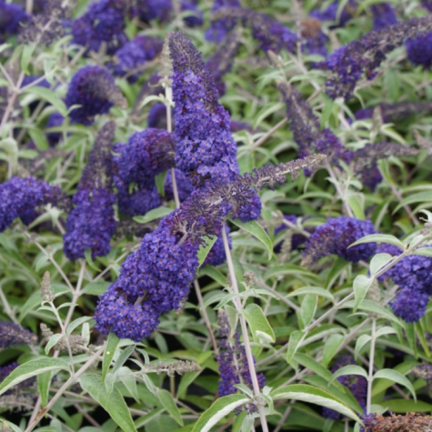 Buddleia Davidii Adonis Blue (Buddleja) Butterfly Bush