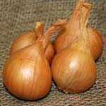 Shallots Yellow Golden Gourmet Bulbs 25 Per Pack