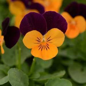 Viola Autumn/Winter Bedding Plants 10 Per Tray