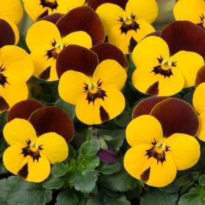 Viola Autumn/Winter Bedding Plants 10 Per Tray