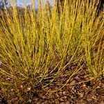 Cornus Sericea Stolonifera Flaviramea (Dogwood)