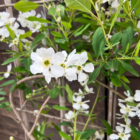 Exochorda Macrantha The Bride Pearl Bush