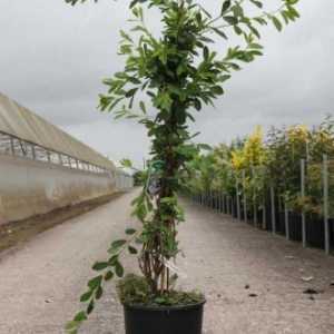 Exochorda Macrantha The Bride Pearl Bush