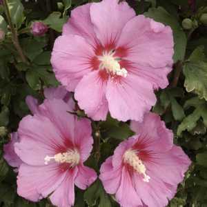 Hibiscus Syriacus Pink Giant (Rose of Sharon)