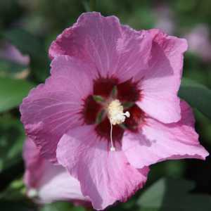 Hibiscus Syriacus Pink Giant (Rose of Sharon)