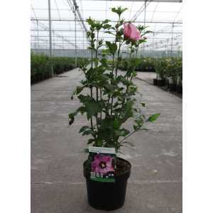 Hibiscus Syriacus Pink Giant (Rose of Sharon)