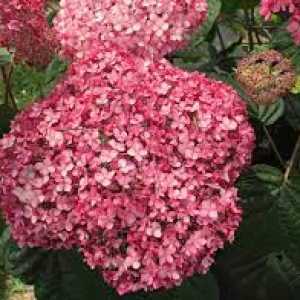 Hydrangea Arborescens Invincibelle