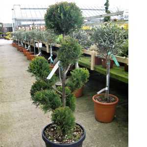 Cupressocyparis Leylandii Pom Pom 80/90cm