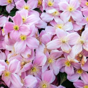 Clematis Montana Elizabeth Trellis Climber