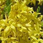 Forsythia Maree D