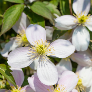 Clematis Montana Rubens Trellis Climber 20ltr