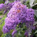 Buddleia Davidii Lochinch (Butterfly Bush)