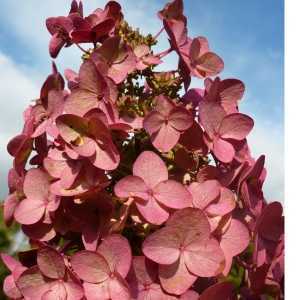 Hydrangea Paniculata Mega Mindy