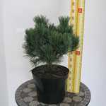 Pinus Sylvestris Watereri (Scots Walter Pine)