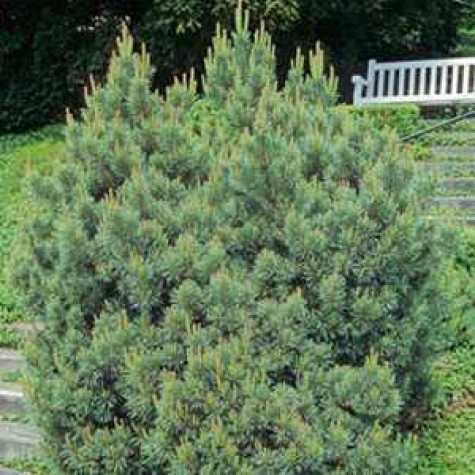 Pinus Sylvestris Watereri (Scots Walter Pine)